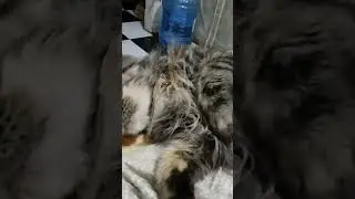 МЕЙН-КУН