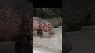 Funny Animals // Big Animals 😍 // Adorable Animal Videos