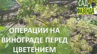 Операции на винограде перед цветением