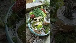 Dish Garden #shorts #dishgarden