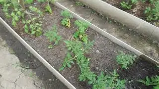 Подкормка для томатов