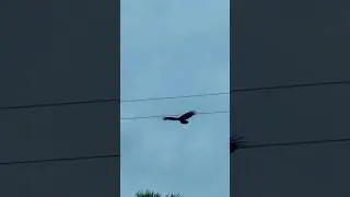 মাছ নিয়ে যাওয়ার তালে 😱🙄