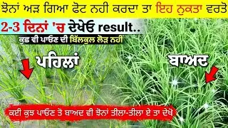 ਝੋਨੇ ਨੂੰ ਕੁਛ ਵੀ ਪਾਓਣ ਦੀ ਲੋੜ ਨਹੀ ਫਟਾਰੇ ਲਈ ਇਹ ਕੰਮ ਕਰ ਦਿਓ ਬੱਸ  dhan ke kalle kaise badhaye