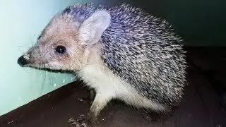 Wild Hedgehog | Дикий Еж