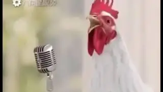угар петухи жгут
