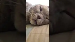 Масич