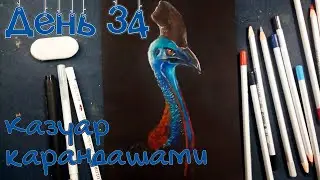 Казуар цветными карандашами. Ни дня без кисти #34
