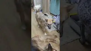 Грация. Как вот ее снимать?😳