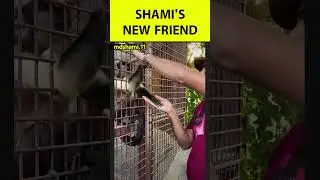 VIRAL: जब Shami के साथ खूब खेला एक Monkey | 
