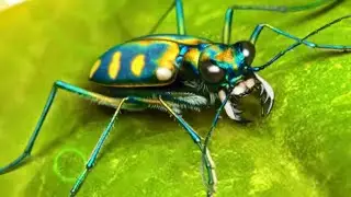 The Ants. Золотистый Жук-Скакун