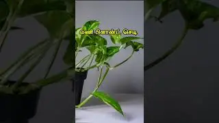 4 கடவுள் அம்சம் கொண்ட செடிகள்  God Plant #shorts #tamilshorts #flowers #vastu #ttamiltechnology