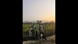 Нагонка гончих по зайцу