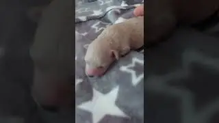 Lucy the 1 week old female Miniature Poodle puppy