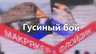 Гусиный бой