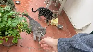 Provo ad addomesticare i gatti randagi!