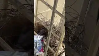 Crow Babies
