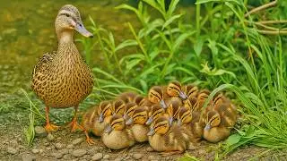 Mother duck leaves her babies behind and flies away🦆