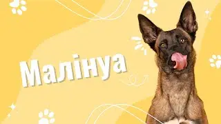 БЕЛЬГІЙСЬКА ВІВЧАРКА МАЛІНУА — УСЕ ПРО ПОРОДУ, ЇЇ ХАРАКТЕР І ДОГЛЯД