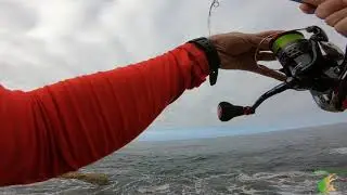 Dentón XXL a la fuga con mi señuelo como piercing (15/07/2020)