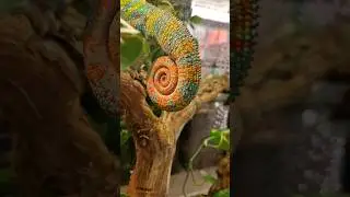 самый красивый вид хамелеонов! 😍🤩🥰 