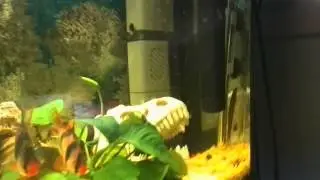 Fish Tanks Update