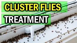 11 Effective Natural Methods for Cluster Fly Control | CLUSTER FLIES REMEDIES
