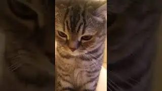 котик