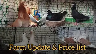 FARM UPDATE AND PRICE LIST || நமது பண்ணைக்குப் புதியதாக வாங்கிய புறாக்கள் மற்றும் அதன் விலை பட்டியல்
