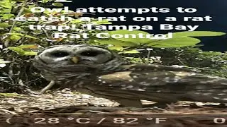 Owl Comes In Hard On A Rat Sitting On A Rat Trap! Listen To The Crash!