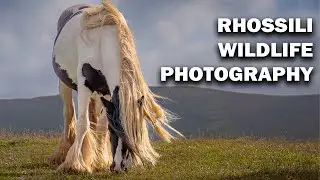 Rhossili - The Best Wildlife Spot In the Gower