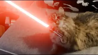 My cat is a Sith Lord