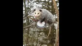 Possum's Tail Is Bare (Banjo, Fiddle, And Guitar)