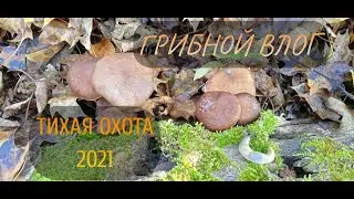 ТИХАЯ ОХОТА 2021. НАШЛИ НЕИЗВЕСТНЫЙ ГРИБ. ПОПЫТКА №2!!!