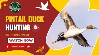 Duck Hunting | Pintail | As it Video # 0015