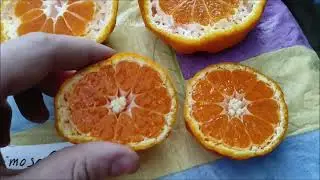 Мандарины группы Уншиу, собираю и дегустирую урожай 2021 / C.unshiu 
