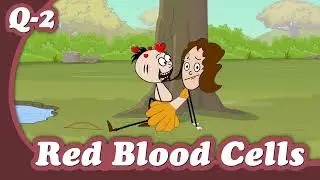 [REUPLOAD] Red blood Cells: Why are they red in color | #aumsum #kids #science #education #children