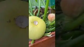 SOS! Кабачки гниют. Как спасти???