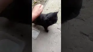 Нужна помощь неравнодушных людей на покупку продуктов для хвостиков!