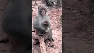 Poor monkey lost nose