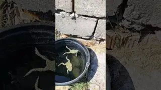 ЖАБЫ ЛЮБЯТ ВОДУ.