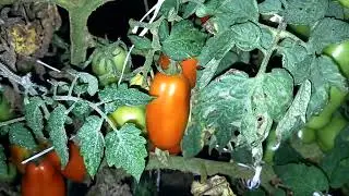 Nietypowa relacja z upraw (01:45)