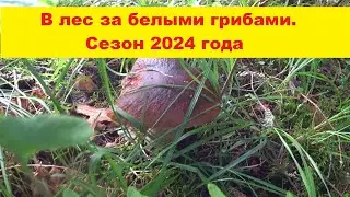 В лес за белыми грибами.Сезон 2024.Грибы пошли, всё в лес.Beku sezona atklāta.Visi uz mežu,sēņojam.