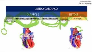Volumen ventricular | Ciclo cardiaco