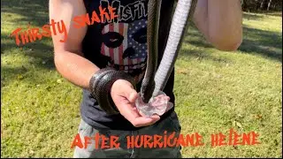 IN A DISASTER-Watch Your Step:  Thirsty Snake After the Hurricane #hurricanehelene #herpetology
