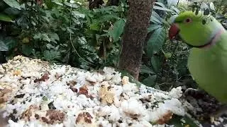 Sri Lankan parrot
