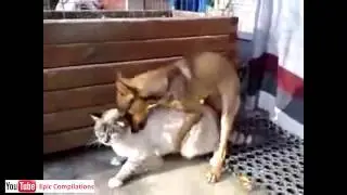 Cats+Water7