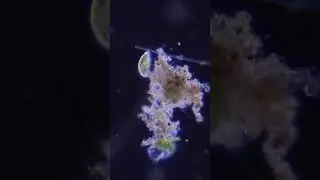 Allahu Akbar. Setiap mahluk hidup Allah cukupi rizkinya mikroba sekalipun.