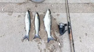 KEFAL AVI  / Gray mullet