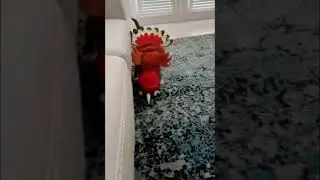 Dreams cat as a turkey 🦃
