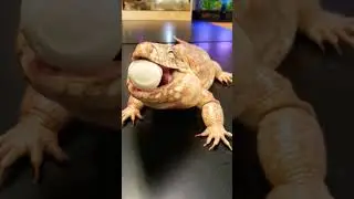 Red Tegu Lizard, Salvador, crushes and swallows whole egg